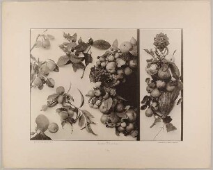 91. Gruppen und Festons aus Früchten, Wein, Kürbissen und Löwenkopf