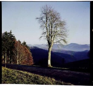 Neuenweg: einzelner kahler Baum und Herbstwald