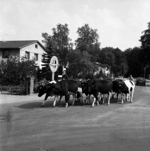 Tremsbüttel-Dorf: Landwirtschaft: Hauptstraße: mehrere Personen beim Treiben einer Kuhherde von Koppel zurück zum Hof: hinten Autos