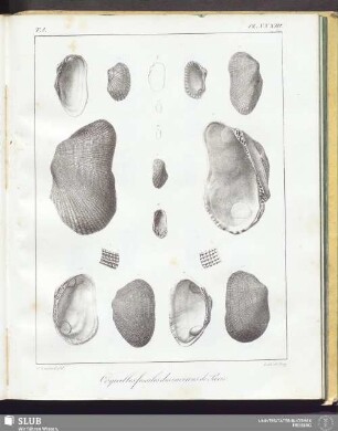 Pl. XXXIII