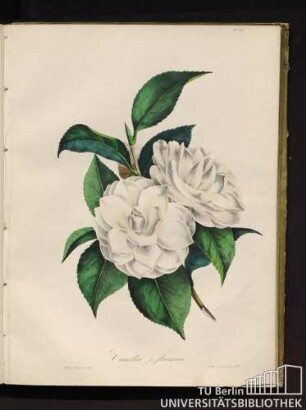 Camellia j. flavescens