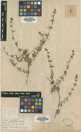 Lippia turbinata Griseb. [type]