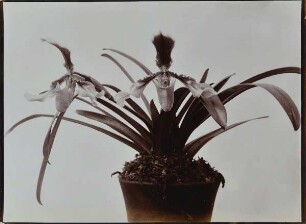 Orchidee