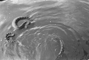 Schlangen : Schlangen im Wasser