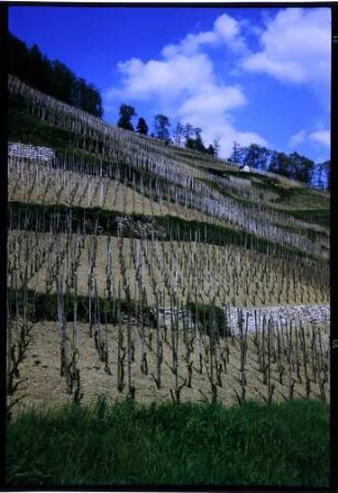 Glottertal, Oberglottertal: Weinberg