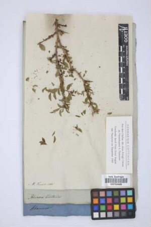 Rhamnus tinctorius