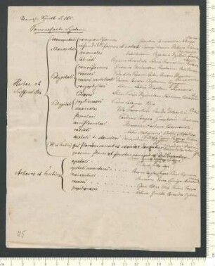 botanische Abhandlung nebst Federzeichnungen und Literaturangaben