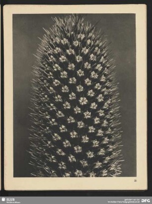 Eryngium alpinum - Mannstreu, Männertreu - Blütenköpfchen (8mal vergrößert)