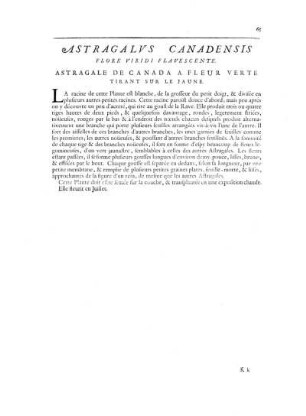 Astragalus Canadiensis Flore Viridi Flavescente