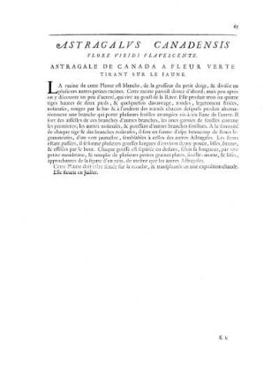 Astragalus Canadiensis Flore Viridi Flavescente