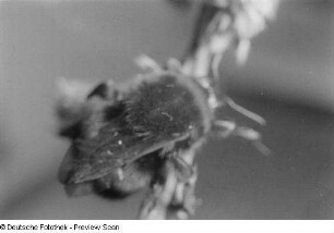 Eine Hummel auf einem Zweig