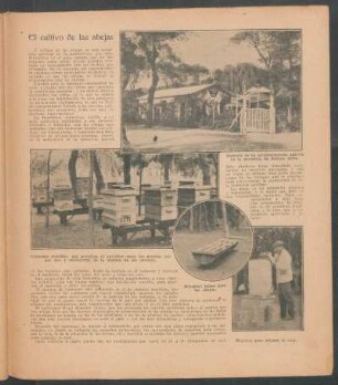 El cultivo de las abejas