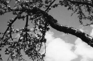 Blühender Baum