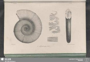 Pl. 35