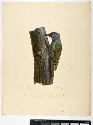 Picus viridi-canus. Nobis. Mas. Der grüngraue Specht. - Grünspecht. Picus viridis; mas. - Zeichner: Ambrosius Gabler; Stecher: Johann Carl Bock