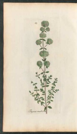 189. Thymus mastichina