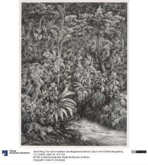 "Aus den Urwäldern des Magdalenenstroms" (Buch mit 13 Blatt Lithografien), 15.2, Blatt 8