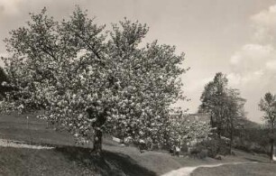 Erzgebirge. Schellerhau. Blühender Kirschbaum in 750 m Höhe