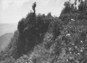 Bei Totontepec Villa de Morelos : Landschaft und Vegetation