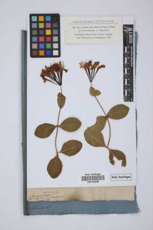 Lonicera etrusca San.