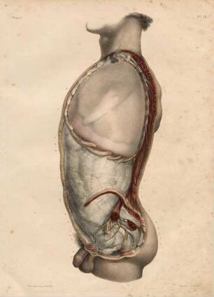 Die Organe umgebende Schichten in der thorako-abdominalen Höhle