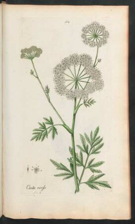 378. Cicuta virosa
