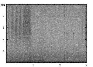 Wiesengrashüpfer | Chorthippus dorsatus - Stridulation