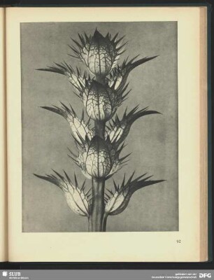 Acanthus mollis