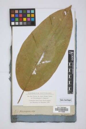 Ficus