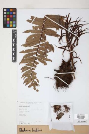 Blechnum lechleri Mett.