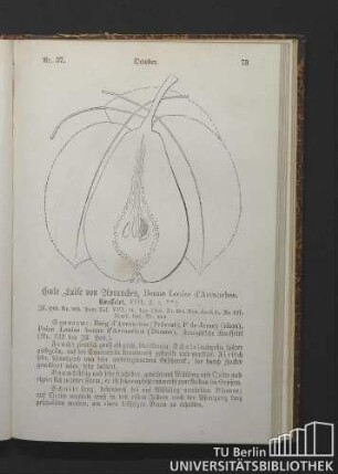 Nr. 37. October. Gute Luise von Avranches, Bonne Luise d'Avranches. Rousselet.