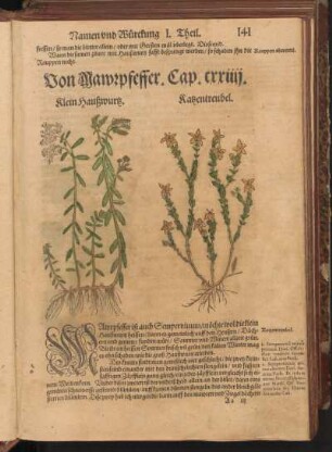 Von Mawrpfeffer, Cap. CXXIIII