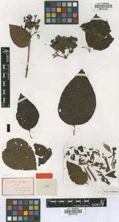 Clerodendrum cumingianum Schauer [type]