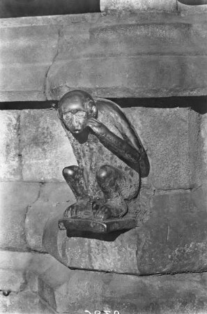 Der Affe der großen Garde