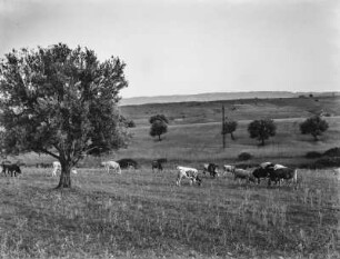 Viehweide (Forschungsreise in die Große Kabylei 1942)