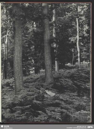 Üppiger Farn im Mischwald