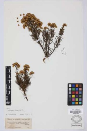 Schizogyne sericea (L.) Sch.Bip.