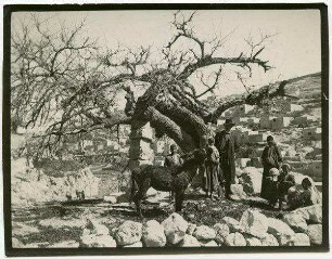 am Silwan-Teich [Siloah]