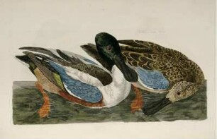 The Male & Female Shoveler