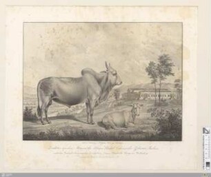 Zuchtstier von dem Stamme der kleinen Buckel-Ochsen oder Zebu aus Indien : unter den Rindvieh-Racen auf den Privatgütern Seiner Majestät des Königs von Württemberg