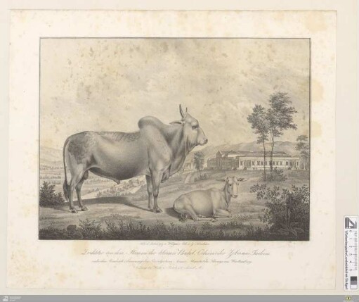 Zuchtstier von dem Stamme der kleinen Buckel-Ochsen oder Zebu aus Indien : unter den Rindvieh-Racen auf den Privatgütern Seiner Majestät des Königs von Württemberg