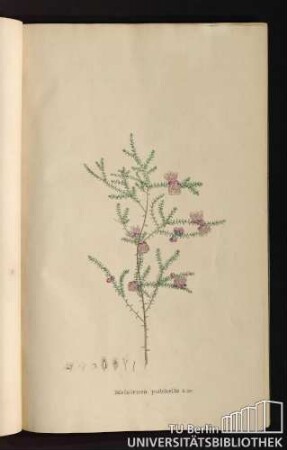 [Tab.] 3. Melaleuca pulchella R. Br.