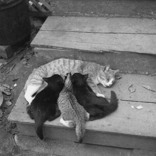 Greenport, Suffolk County, junge Katzen mit Muttertier
