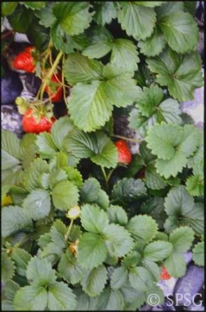 Erdbeeren, "Feuerstein".