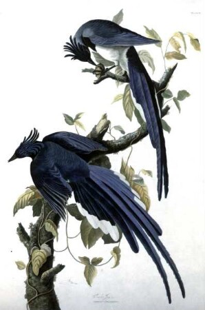 The Birds of America — Vogel