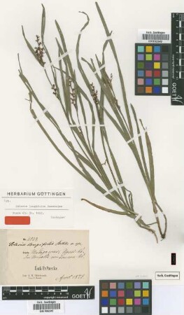 Scleria longifolia Boeckeler [isotype]