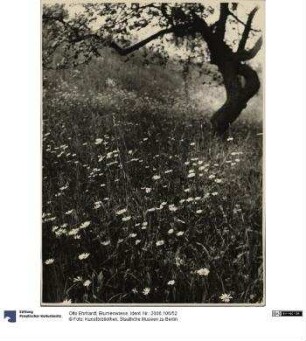 Blumenwiese