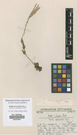 Arabis jacquinii Beck