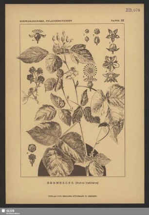 Brombeere (Rubus fruticosus)