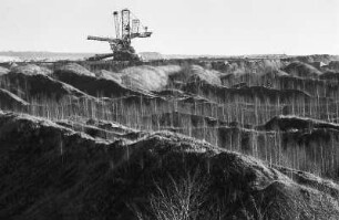 Tagebau DDR, Abraum mit Birken